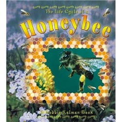 The Life Cycle of a Honeybee - Honeybees
